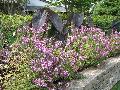 Senorita Rosalita Cleome / Cleome hassleriana 